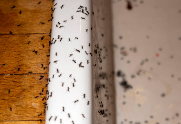Best Best Pest Control Companies  in Aspen Hill, MD