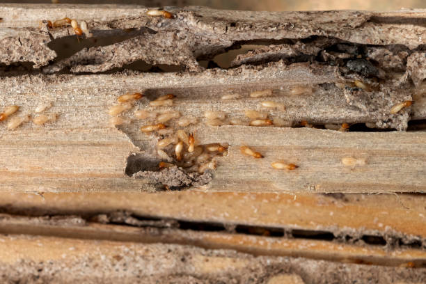 Spider Control Near Me in Aspen Hill, MD